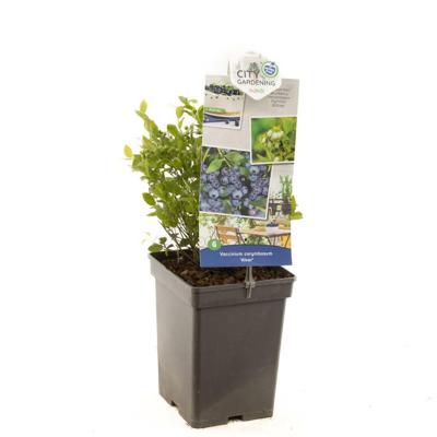 Bosbes Vaccinium corymbosum Alvar