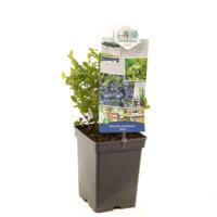 Bosbes Vaccinium corymbosum Alvar - thumbnail