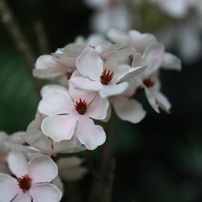 Kunst Perenbloesem Tak 100cm creme