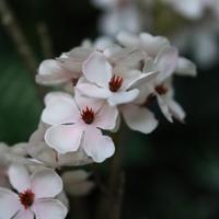 Kunst Perenbloesem Tak 100cm creme - thumbnail