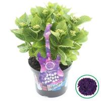 Hydrangea Macrophylla Music Collection "Deep Purple Dance"® boerenhortensia - 30-40 cm - 1 stuks - thumbnail
