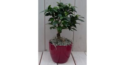 Bonsai Ficus microcarpa rode pot 30 cm Warentuin Natuurlijk - Warentuin natuurlijk