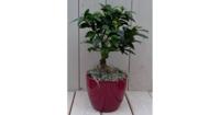 Bonsai Ficus microcarpa rode pot 30 cm Warentuin Natuurlijk - Warentuin natuurlijk - thumbnail