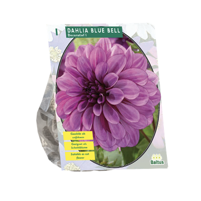 Bloembollen Dahlia Blue Bell 1 stuk Baltus - Baltus Bloembollen Dahlia Blue Bell 1 stuk Baltus - Baltus