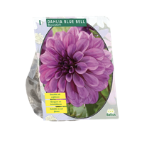 Bloembollen Dahlia Blue Bell 1 stuk Baltus - Baltus - thumbnail