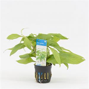 Nomaphila stricta - 6 stuks - aquarium plant Nomaphila stricta - 6 stuks - aquarium plant