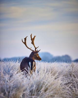 Tuinschilderij winter hert 130x70cm Customize-it - Customize it Tuinschilderij winter hert 130x70cm Customize-it - Customize it