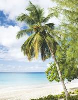 Noordwand Smart Art Easy Fotobehang palmboom strand 47269 - thumbnail