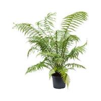 Dicksonia antartica L boomvaren kamerplant - thumbnail