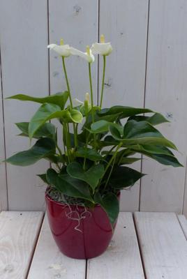 Flamingoplant Anthurium wit in rode pot 40 cm Warentuin Natuurlijk - Warentuin natuurlijk