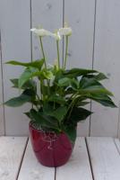 Flamingoplant Anthurium wit in rode pot 40 cm Warentuin Natuurlijk - Warentuin natuurlijk - thumbnail