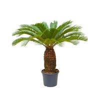 Cycas Palm revoluta stam XL kamerplant - thumbnail