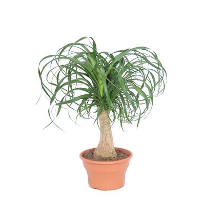 Beaucarnea recurvata - P 19 cm