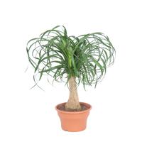 Beaucarnea recurvata - P 19 cm - thumbnail