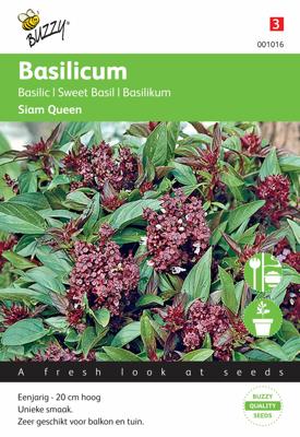 Basilicum Siam Queen Basilicum Siam Queen