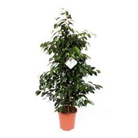 Ficus Danielle P 27 cm - thumbnail