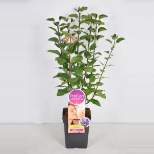 Sering (syringa vulgaris "Ludwig Späth"Parfum de Nature) Sering (syringa vulgaris "Ludwig Späth"Parfum de Nature)