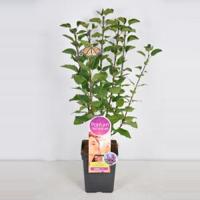 Sering (syringa vulgaris "Ludwig Späth"Parfum de Nature) - thumbnail