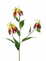 Gloriosa Michelle burgundy 84cm - thumbnail