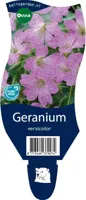 Geranium versicolor vaste plant Griffioen - Griffioen - thumbnail