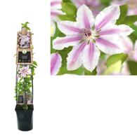 Grootbloemige Clematis Nelly Moser 120 cm klimplant - thumbnail