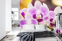 Fotobehang - Prachtige Orchidee, Rust in je huiskamer, te koop in 11 maten, incl behanglijm - thumbnail