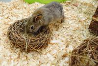 HAPPY PET WILGEN RING LARGE 24X24X24 CM - thumbnail