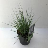 Pijpenstrootje (Molinia caerulea "Edith Dudszus") siergras - thumbnail