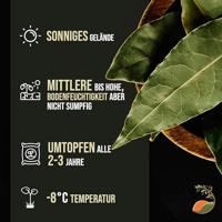 Laurier op stam - Laurus Nobilis - stamhoogte 50-80 cm - thumbnail
