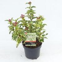 Sneeuwbal (Viburnum tinus “White Egret”) heester - 20-25 cm (C2) - 6 stuks - thumbnail