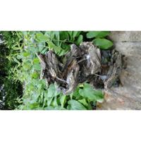 Vernier waterornament - thumbnail