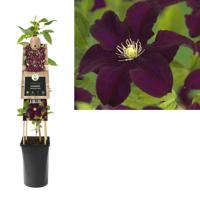 Klimplant Clematis Warszawska Nike - Rode Bosrank - thumbnail