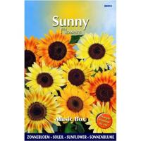 Zaden Sunny Flowers Zonnebloem Music Box Buzzy - Buzzy - thumbnail