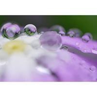 Panasonic Leica DG Macro-Elmarit 45mm F/2.8 Mega OIS - thumbnail