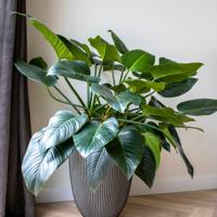 Capi Vaas Elegant Groove Ø46cm Antraciet - thumbnail