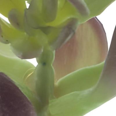 Sinocrassula pick Guanita red green 20 cm kunstbloem Erutan Avon - Erutan avon