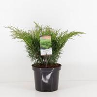 Juniperus sabina 45 cm Conifeer Jeneverbes Warentuin Natuurlijk - Warentuin natuurlijk - thumbnail