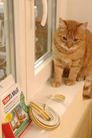 tesa E-Profil 05464-00101-02 Afdichtingstape tesamoll Bruin (l x b) 25 m x 9 mm 25 m - thumbnail