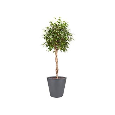 Elho pure straight bloempot rond 50 cm antraciet Elho pure straight bloempot rond 50 cm antraciet