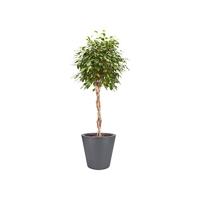Elho pure straight bloempot rond 50 cm antraciet - thumbnail
