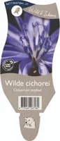 Wilde cichorei vaste plant Griffioen - Griffioen - thumbnail