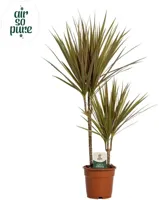 Dracaena marginata 'Bicolor' (Drakenbloedboom) 75cm - thumbnail