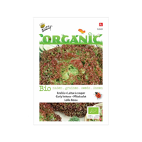 Biologische Krulsla Lollo rossa - thumbnail