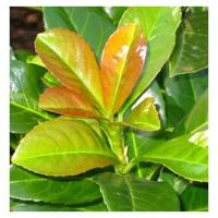 Laurier op stam - thumbnail