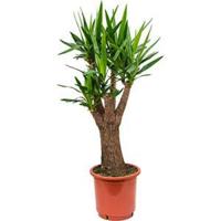 Yucca elephantipes stam vertakt kamerplant - thumbnail