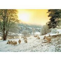 Frosty Morn Puzzel 1000 Stukjes - thumbnail