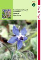 Zaden Komkommerkruid (Borage) Hortitops - Hortitops - thumbnail