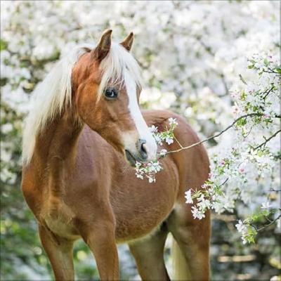 Paarden Kalender 2026