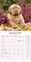 Bordeaux Dog Kalender 2026 - thumbnail
