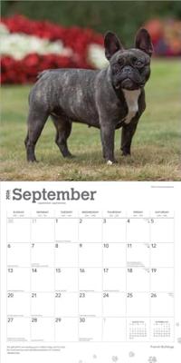 Franse Bulldog Kalender 2026